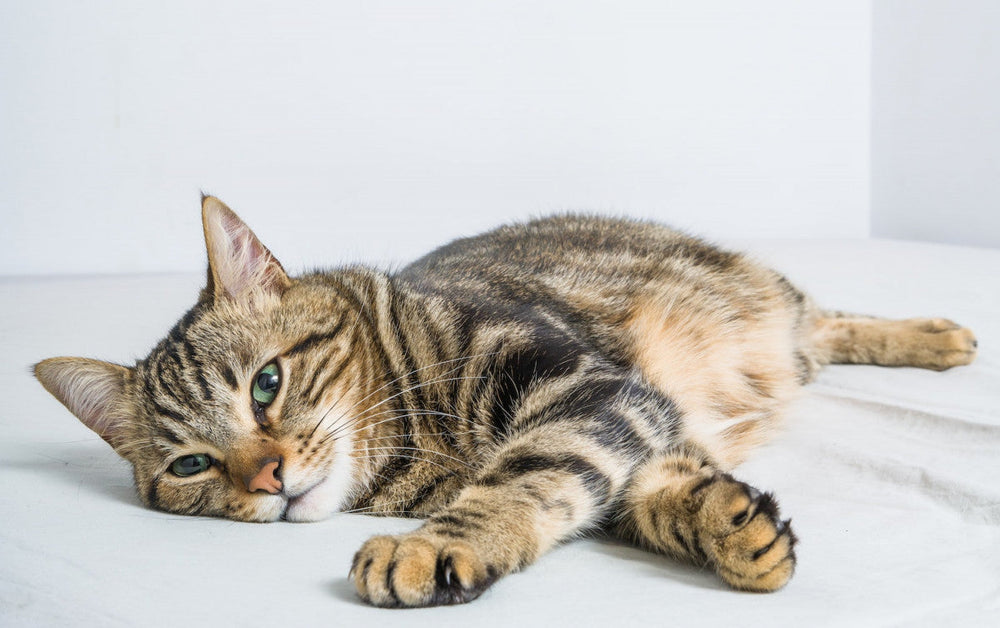chat tigré allongé sur un lit