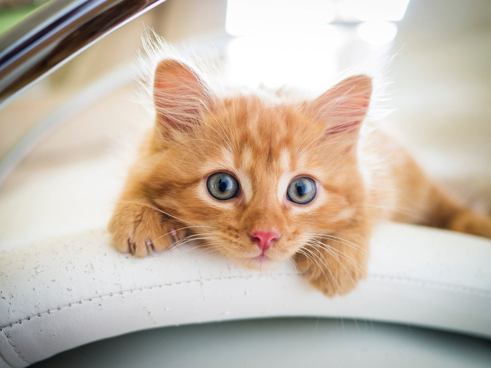 chaton qui a la diarrhée