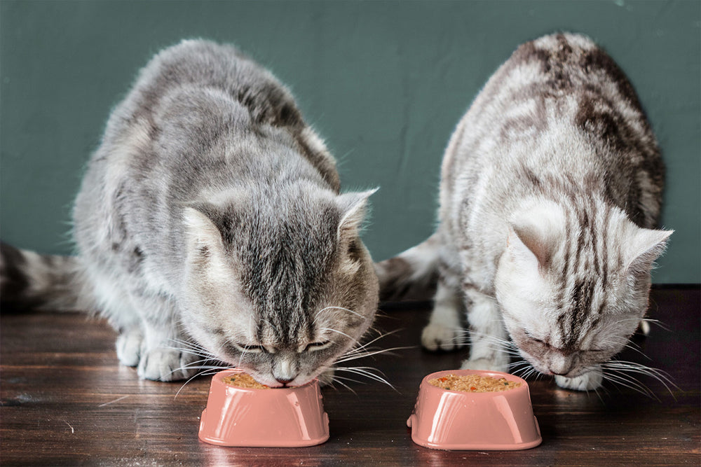 deux chats gris mangeant chacun leur pâtée dans des gamelles roses