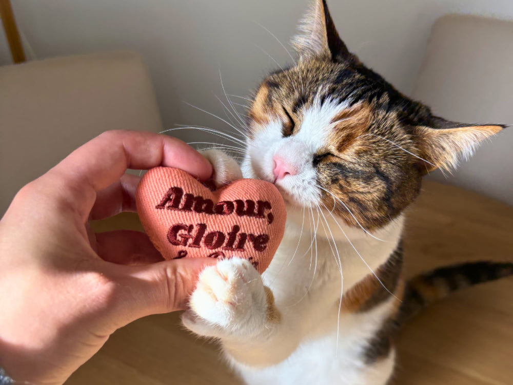 Un chat avec son jouet à la cataire