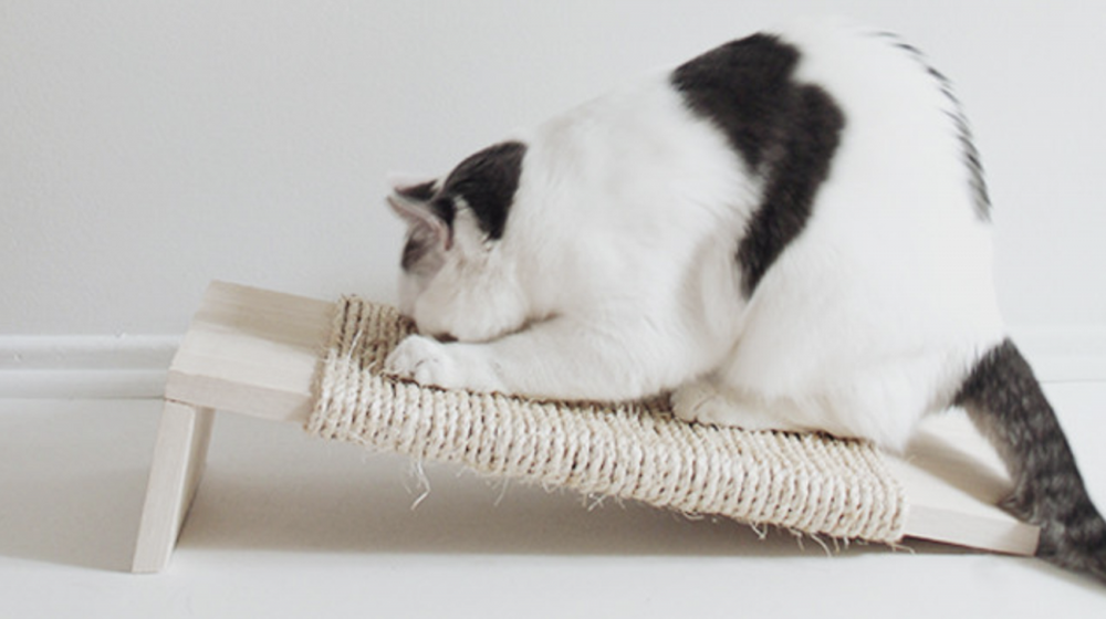 chat noir et blanc utilisant un griffoir