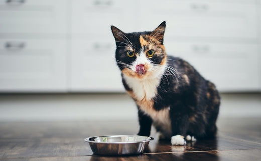 Chat noir qui se lèche les babines