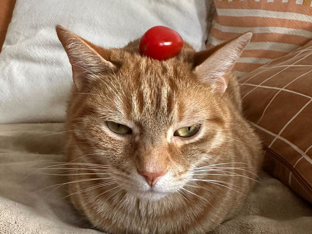 Chat avec une tomate