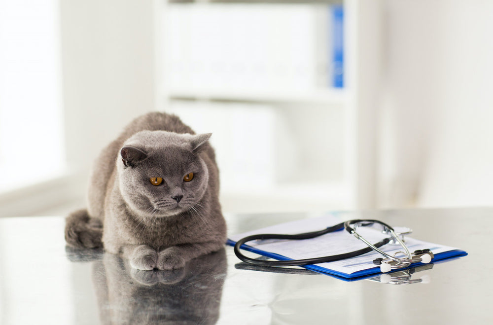beau chat gris allongé sur une table d'examen avec un stéthoscope  posé à côté de lui