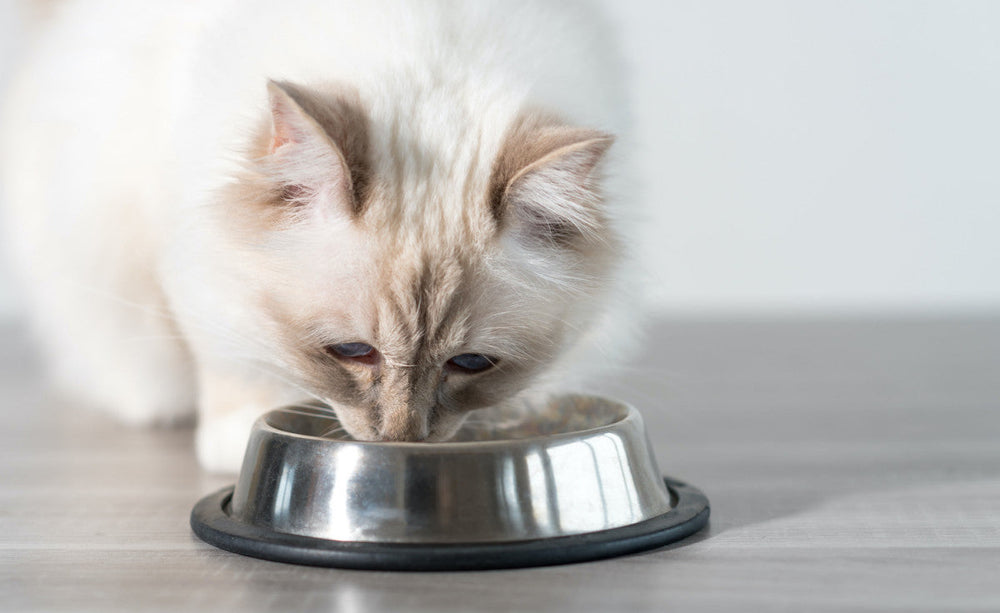 chat blanc mange dans sa gamelle en inox