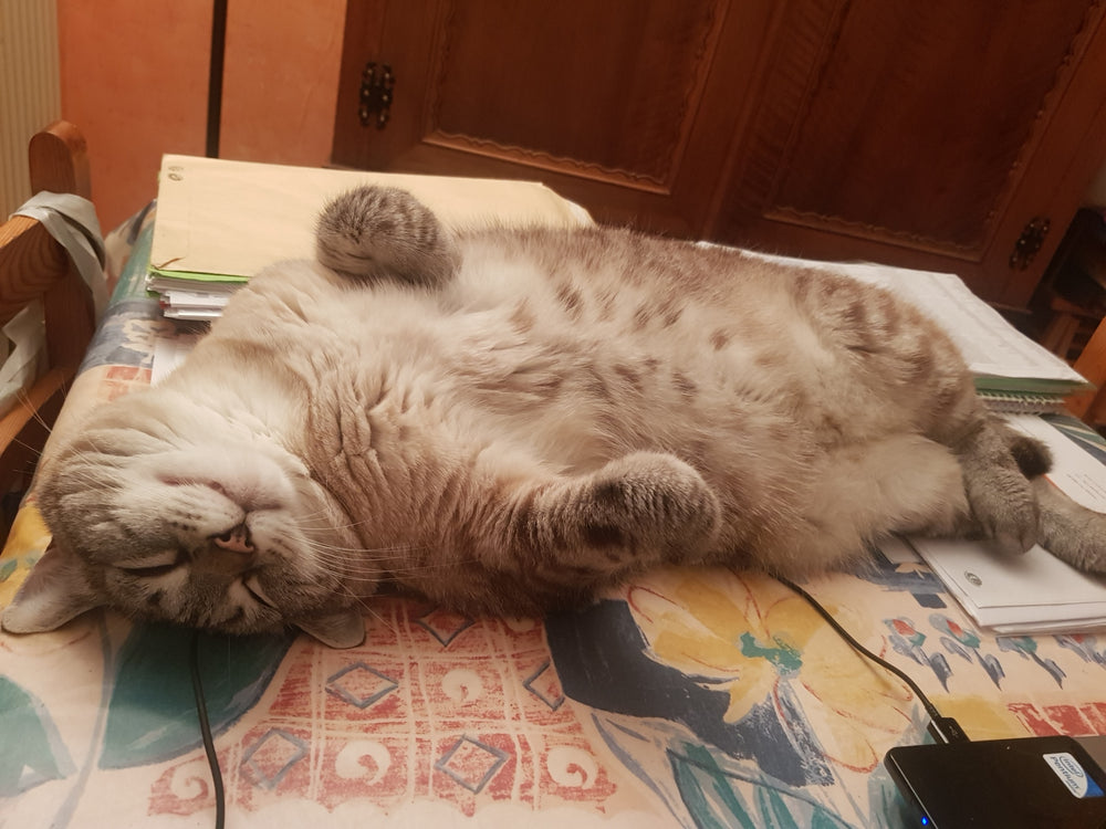 chat qui dort et rêve sur la table