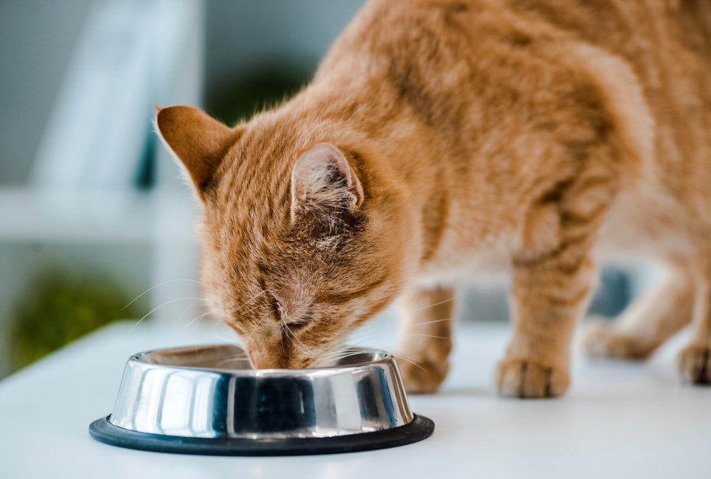 5 questions sur les protéines dans l’alimentation de mon chat
