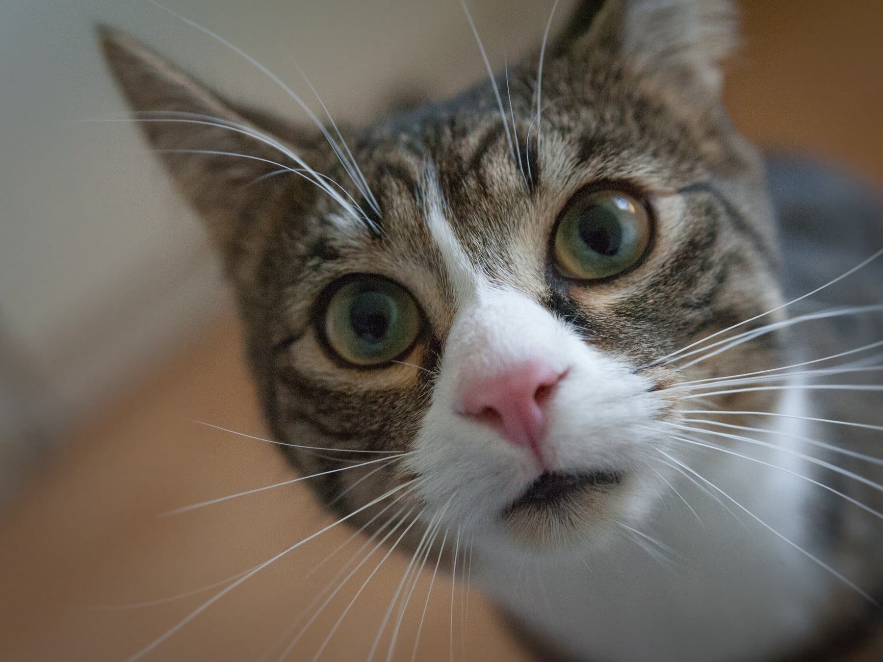 Chat qui a des vers