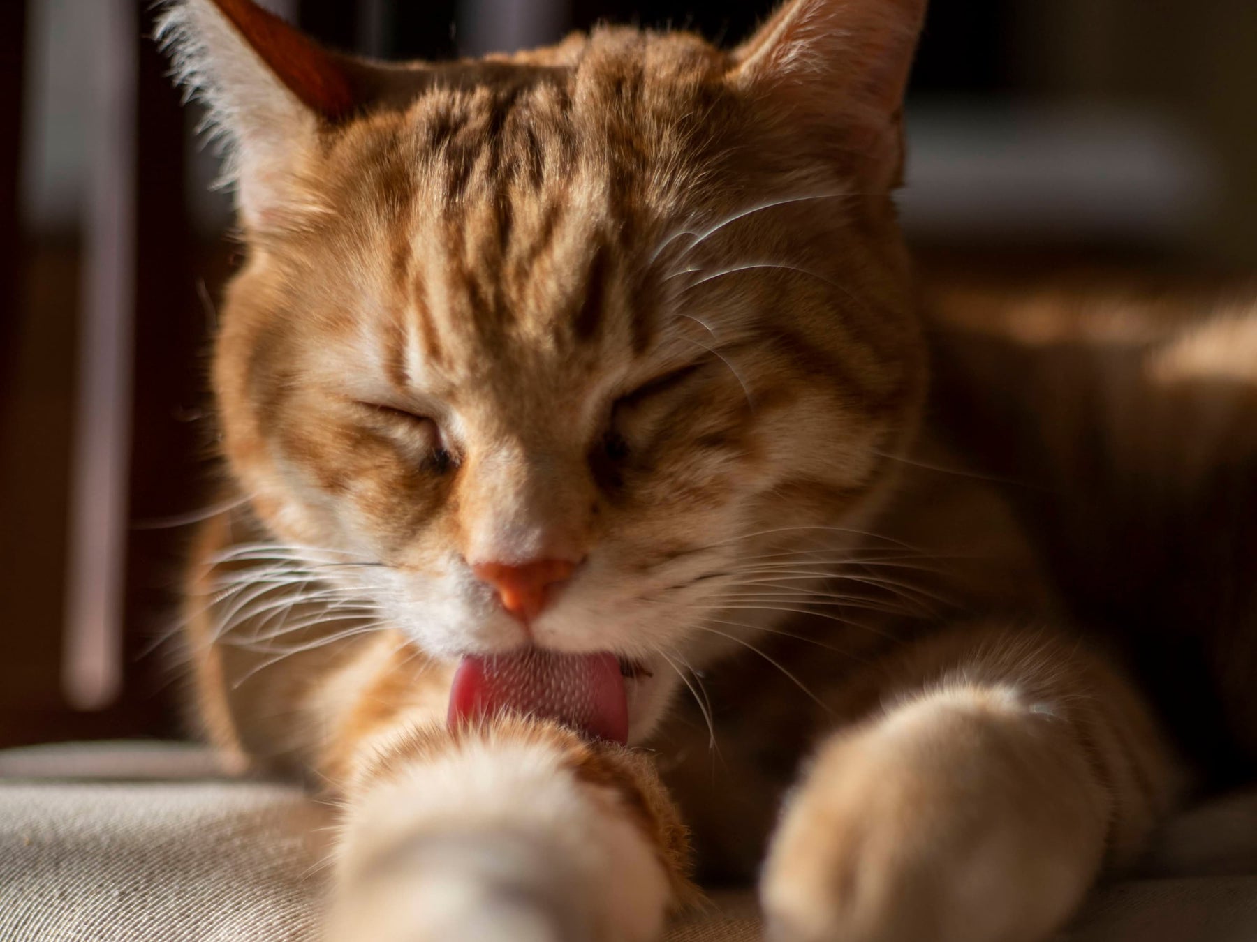 Chat qui se lèche la peau 