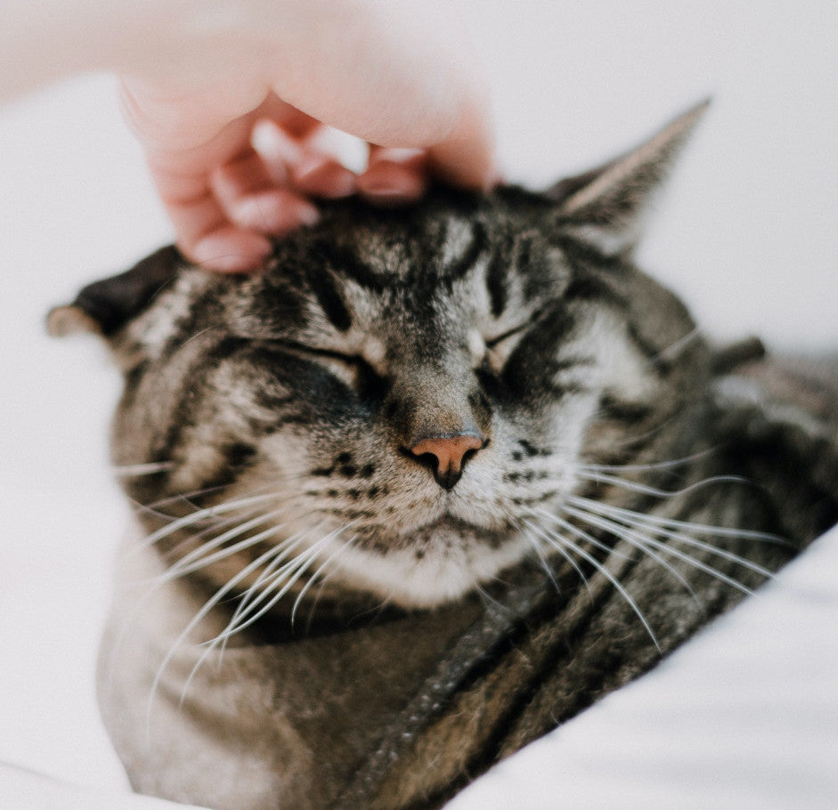 chat tigré qui se fait masser et caresser