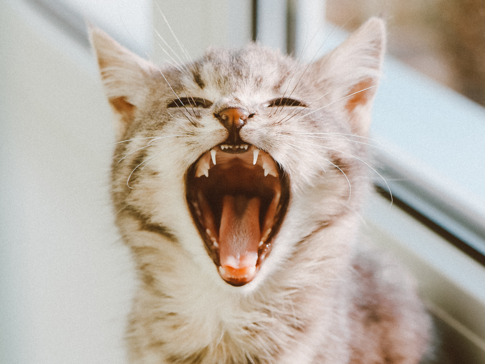 Chat qui ouvre la bouche et a mauvaise haleine