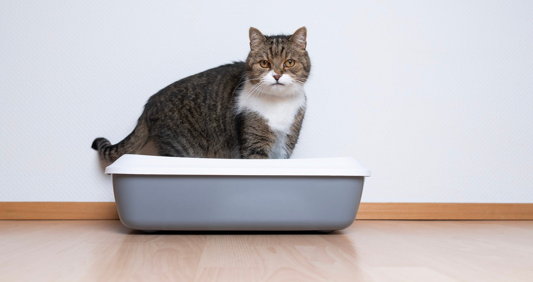 chat constipé 