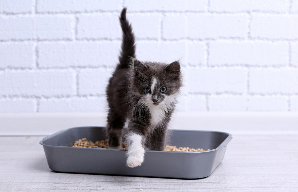 Mon chat fait pipi partout, que faire pour l'en empêcher ?