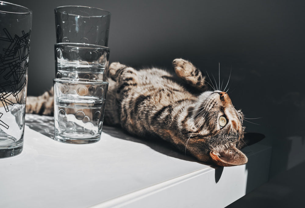 chat tigré allongé sur le dos sur une table avec des verres à côté de lui