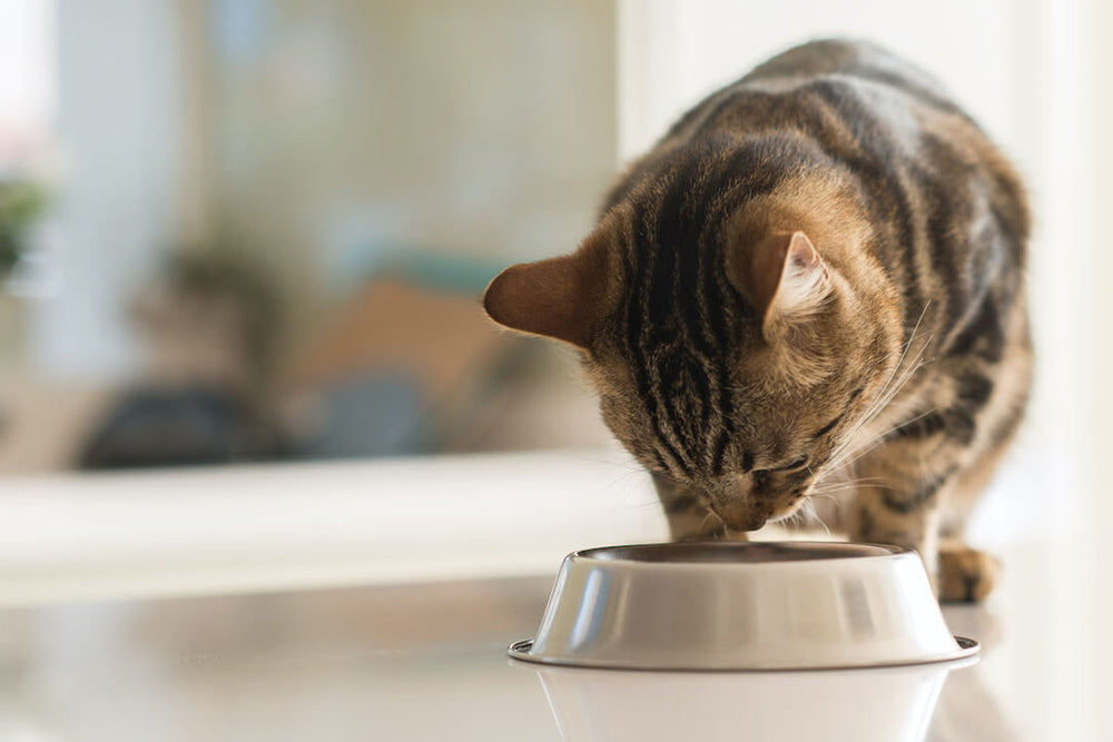 Pourquoi mon chat gratte autour de sa gamelle ?