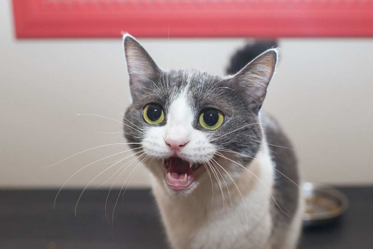 chat gris et blanc qui miaule
