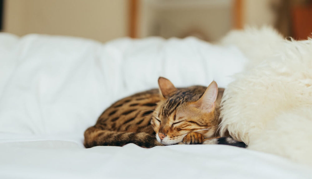 Mon chat ne joue pas : pourquoi et que faire ?