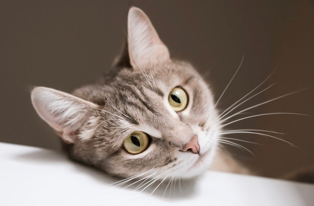 mon chat ne mange plus