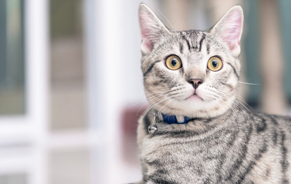 mon chat pète beaucoup