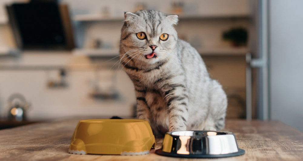 chat scottish fold avec deux gamelles devant lui, mange de la pâtée