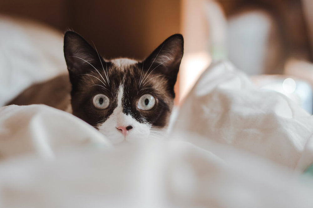 Pourquoi mon chat urine sur mon lit ? Comment l'en empêcher ?