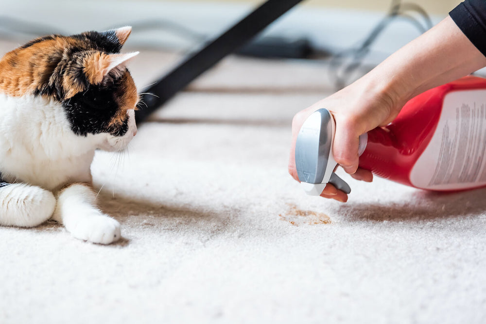 chat isabelle allongé sur une moquette pendant que son maître nettoie