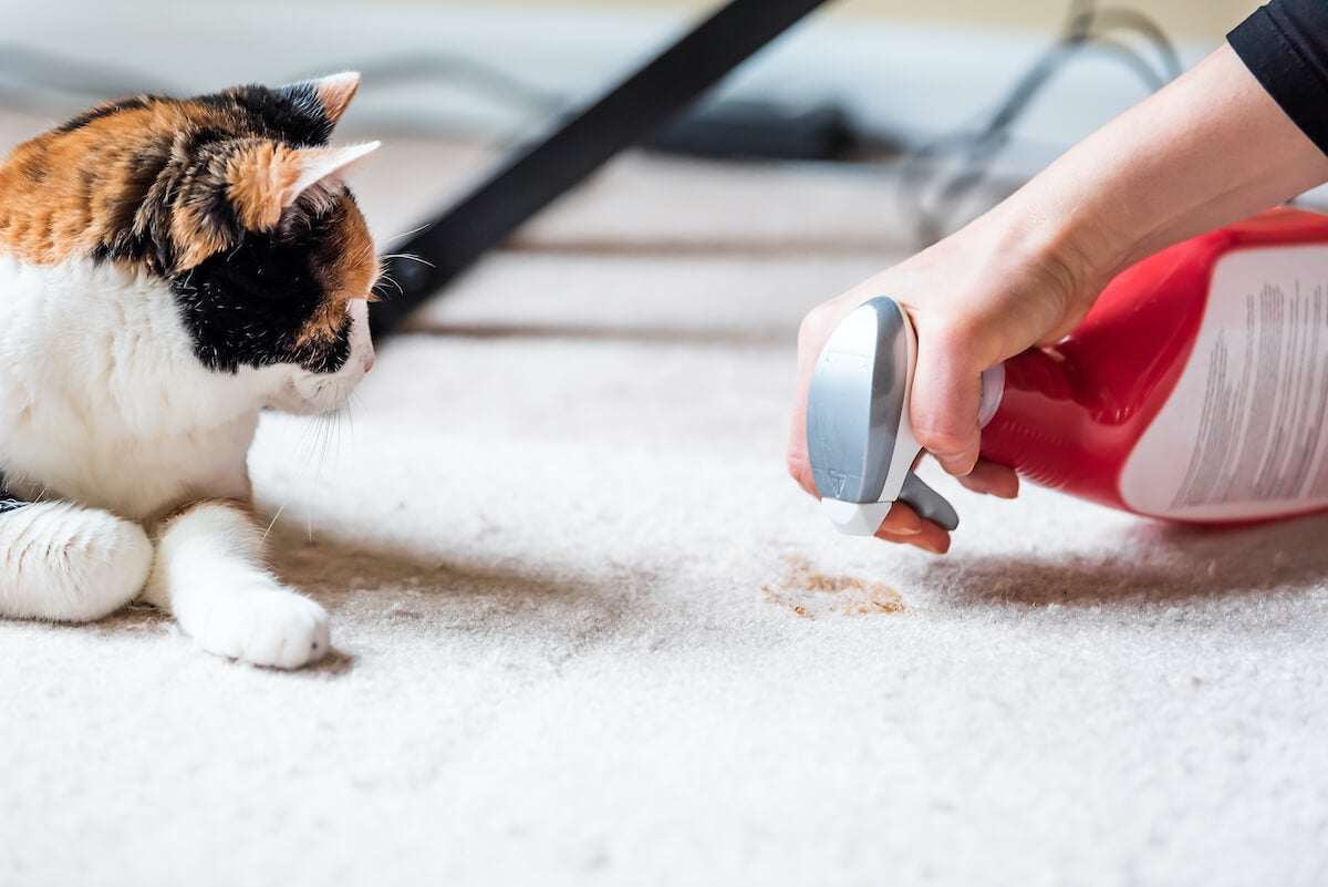 chat isabelle allongé sur une moquette pendant que son maître nettoie