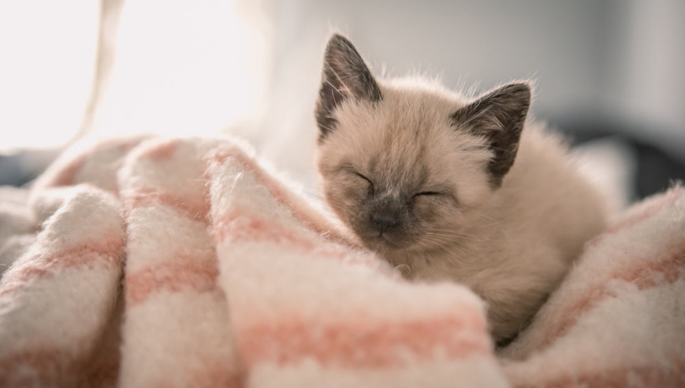 chaton ferme les yeux allongé dans une couverture