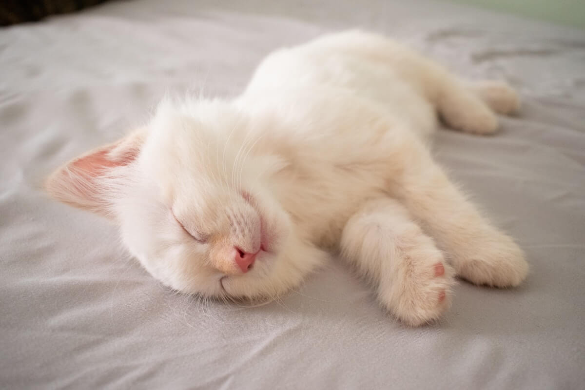 Plus de 100 noms de chat en T pour 2022