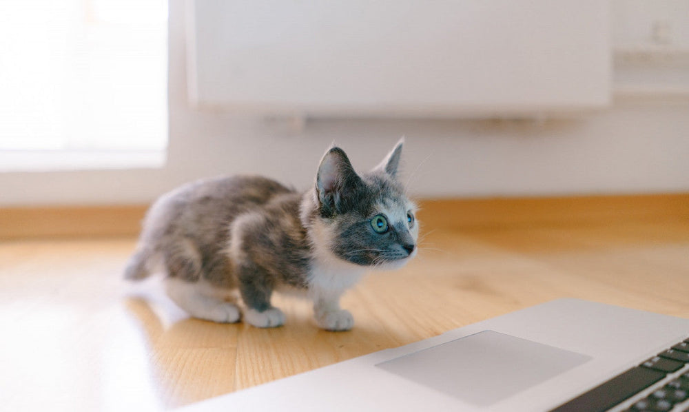 chaton gris et blanc regarde l'écran d'un ordinateur posé au sol