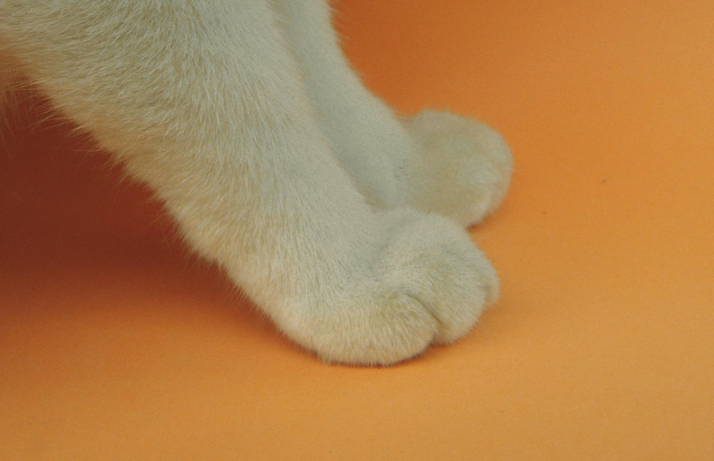 pattes grises de chat sur un fond orange