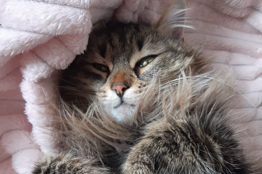 Pelage : que faire pour que mon chat ait un beau poil ?