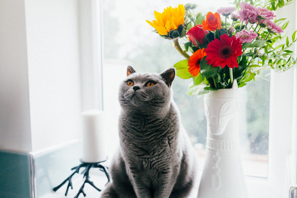 joli chat chartreux devant un vase de fleurs