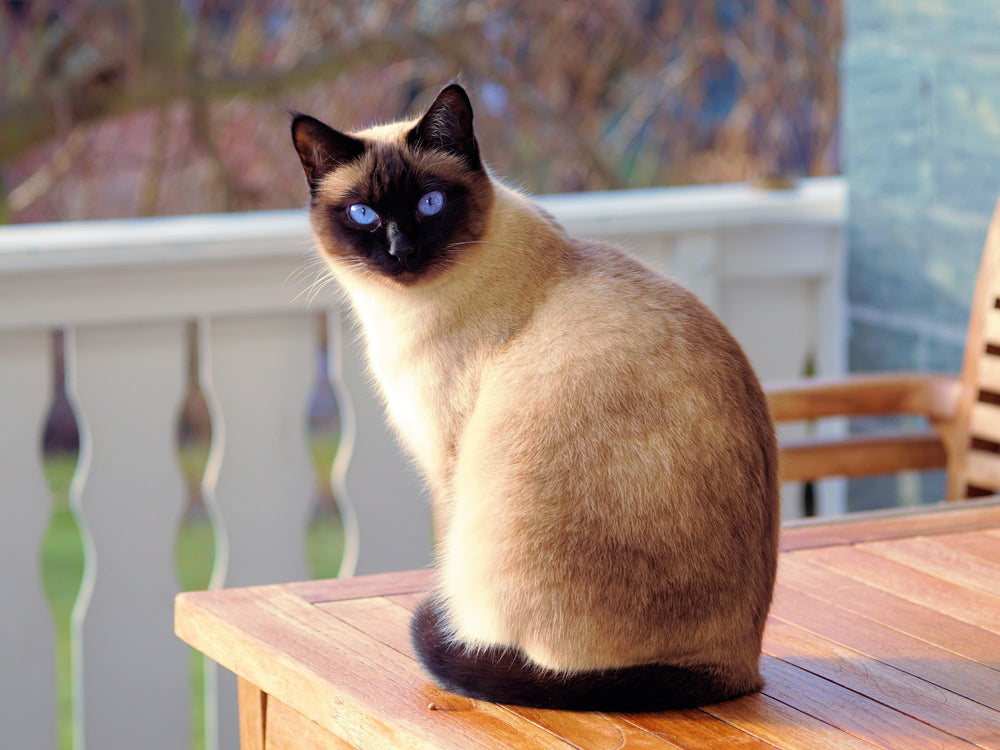 Chat assit qui doit perdre du poids