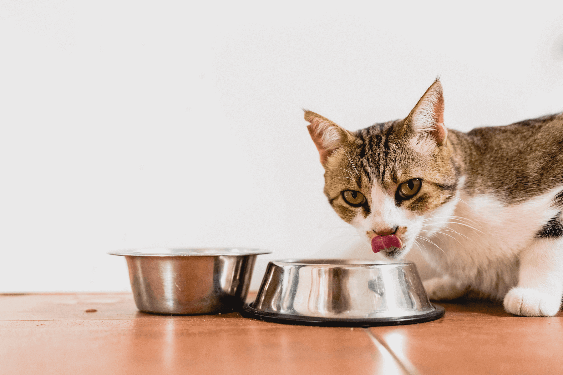 Chat qui mange dans sa gamelle