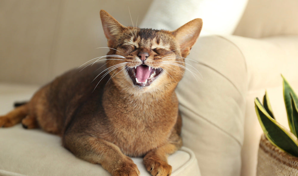 prendre soin des dents de son chat