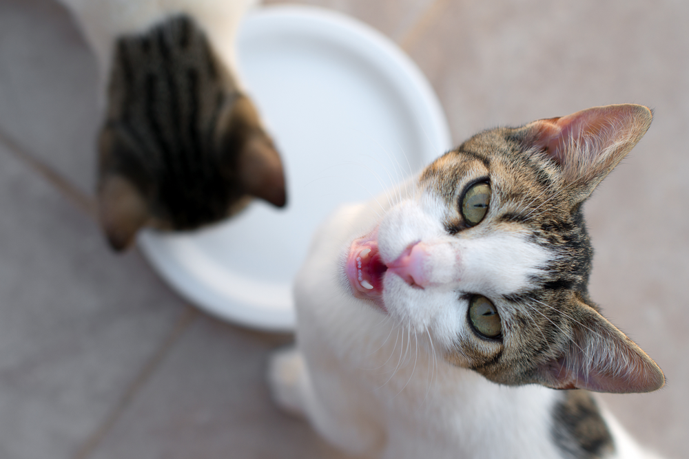 Chat miaulant devant une gamelle vide car il a faim 
