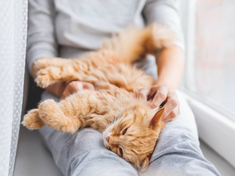 chat roux dort sur les genoux