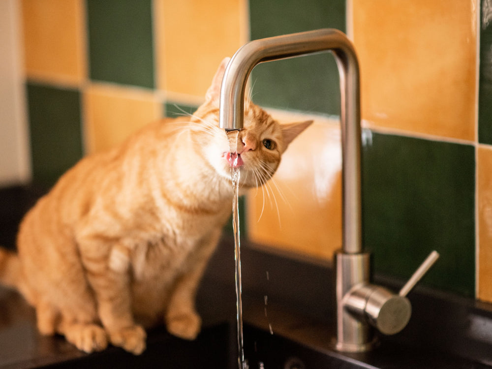Pourquoi mon chat boit au robinet ?