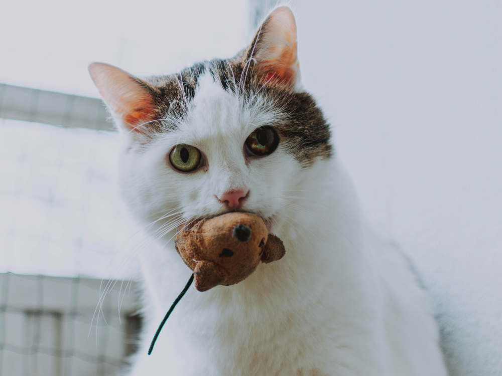 Un chat avec une souris dans sa bouche