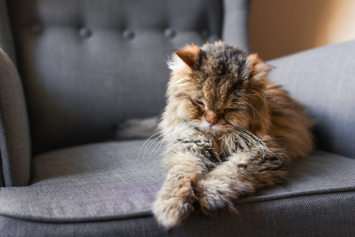 Prendre soin de son chat âgé : 6 conseils pour son bien-être