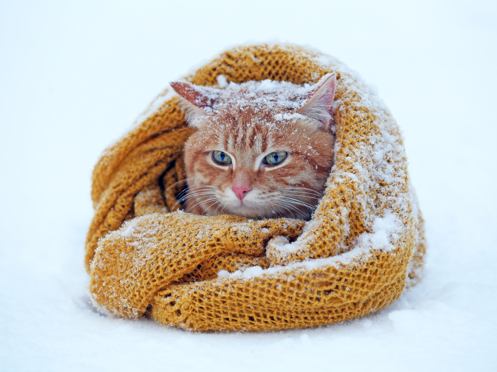Chat dans un plaid sous la neige