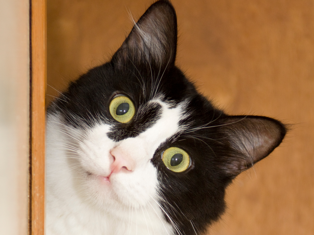 Les bienfaits des probiotiques pour chat