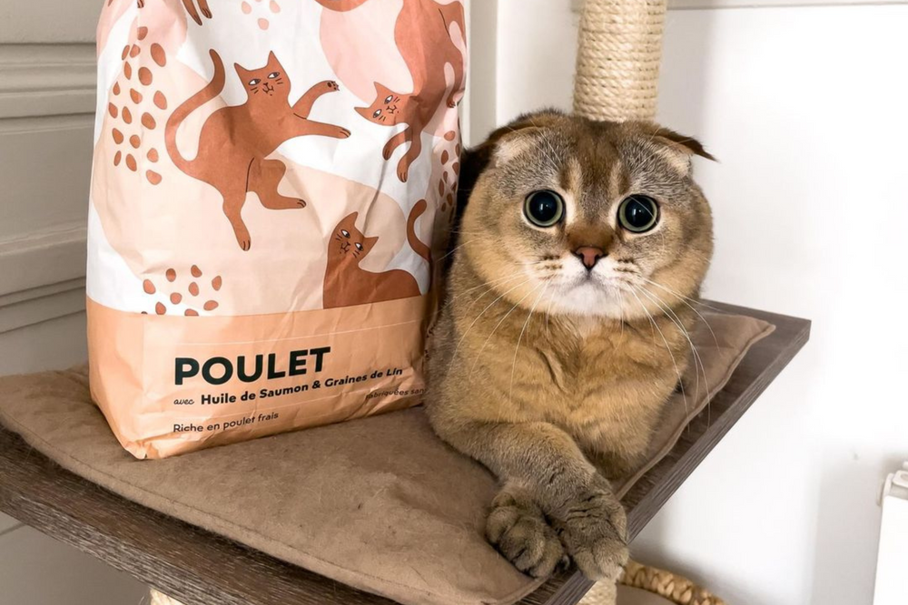 chat à côté d'un paquet de croquettes