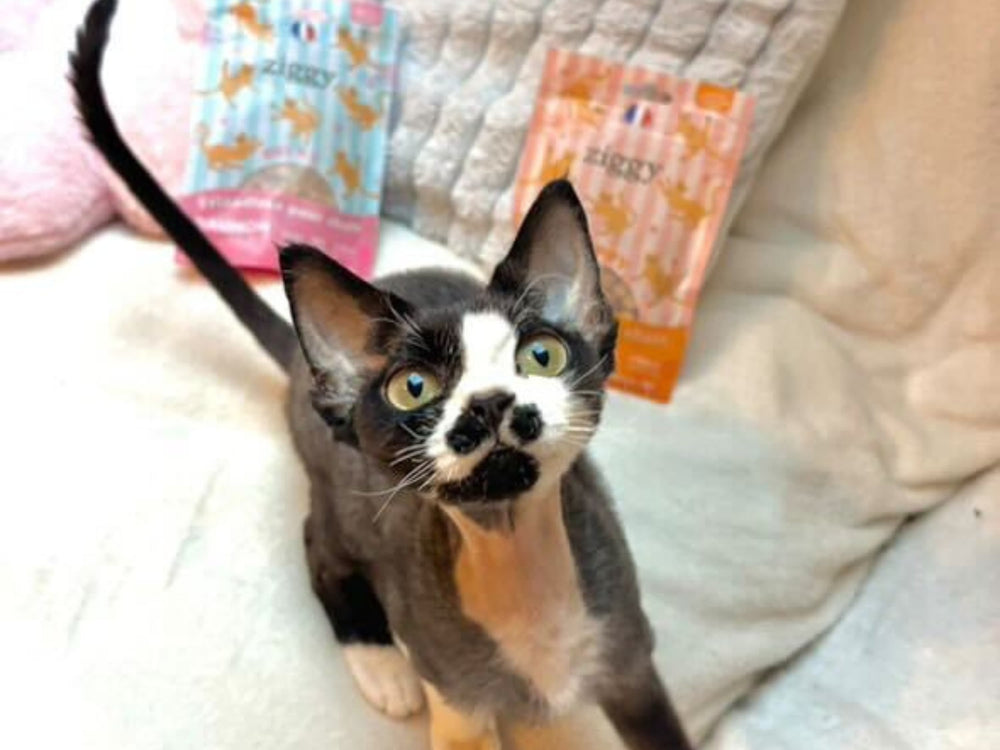 Chat avec des friandises pour chat