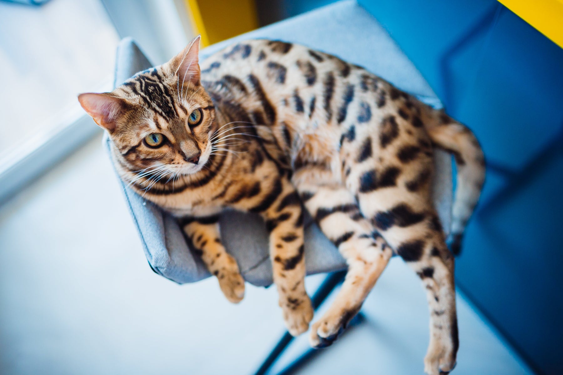alimentation chat bengal