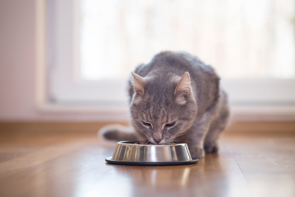 Mon chat est diabétique : comment le nourrir 