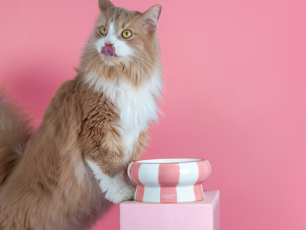 chat devant une gamelle rose