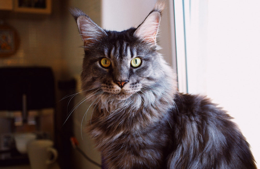 chat Maine Coon posant devant une fenêtre