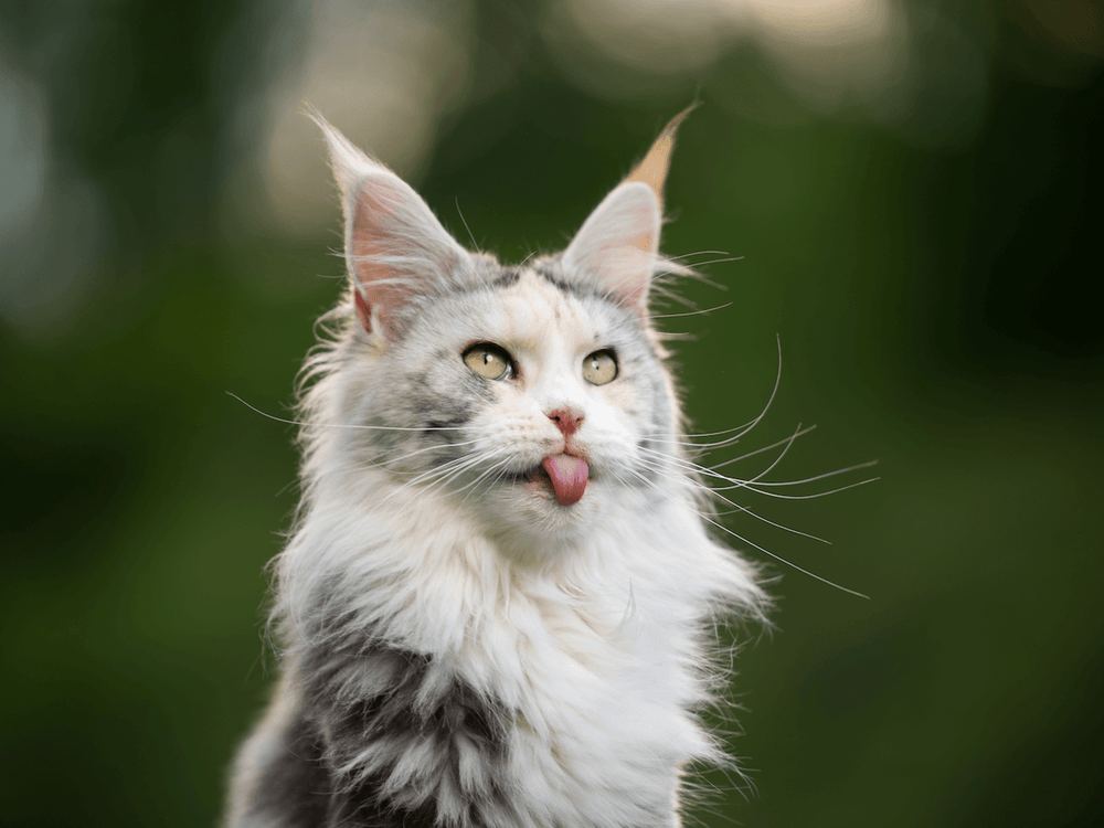 Comment reconnaître un chat croisé Maine Coon ?